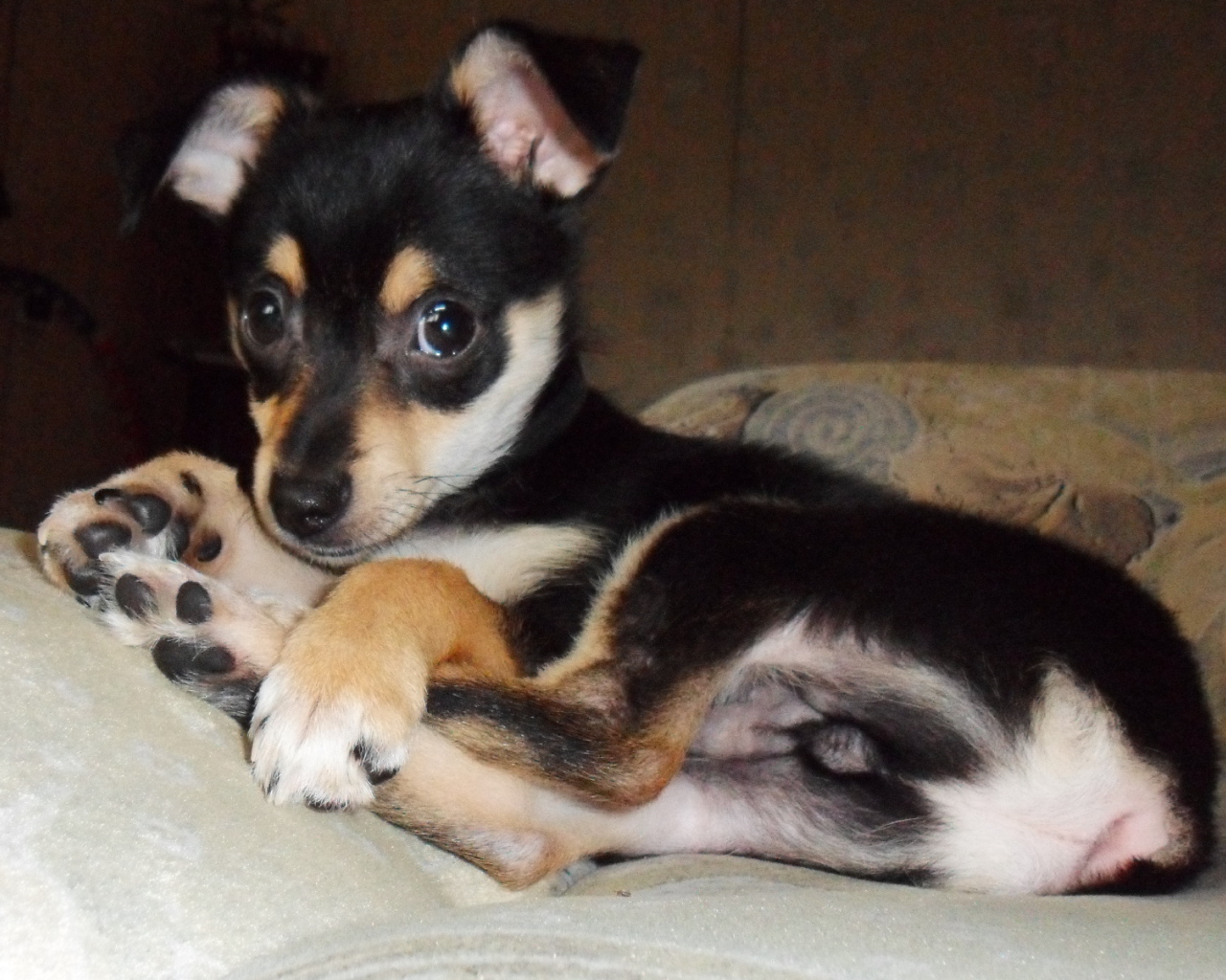 Симпатичный Карликовый пинчер на диване