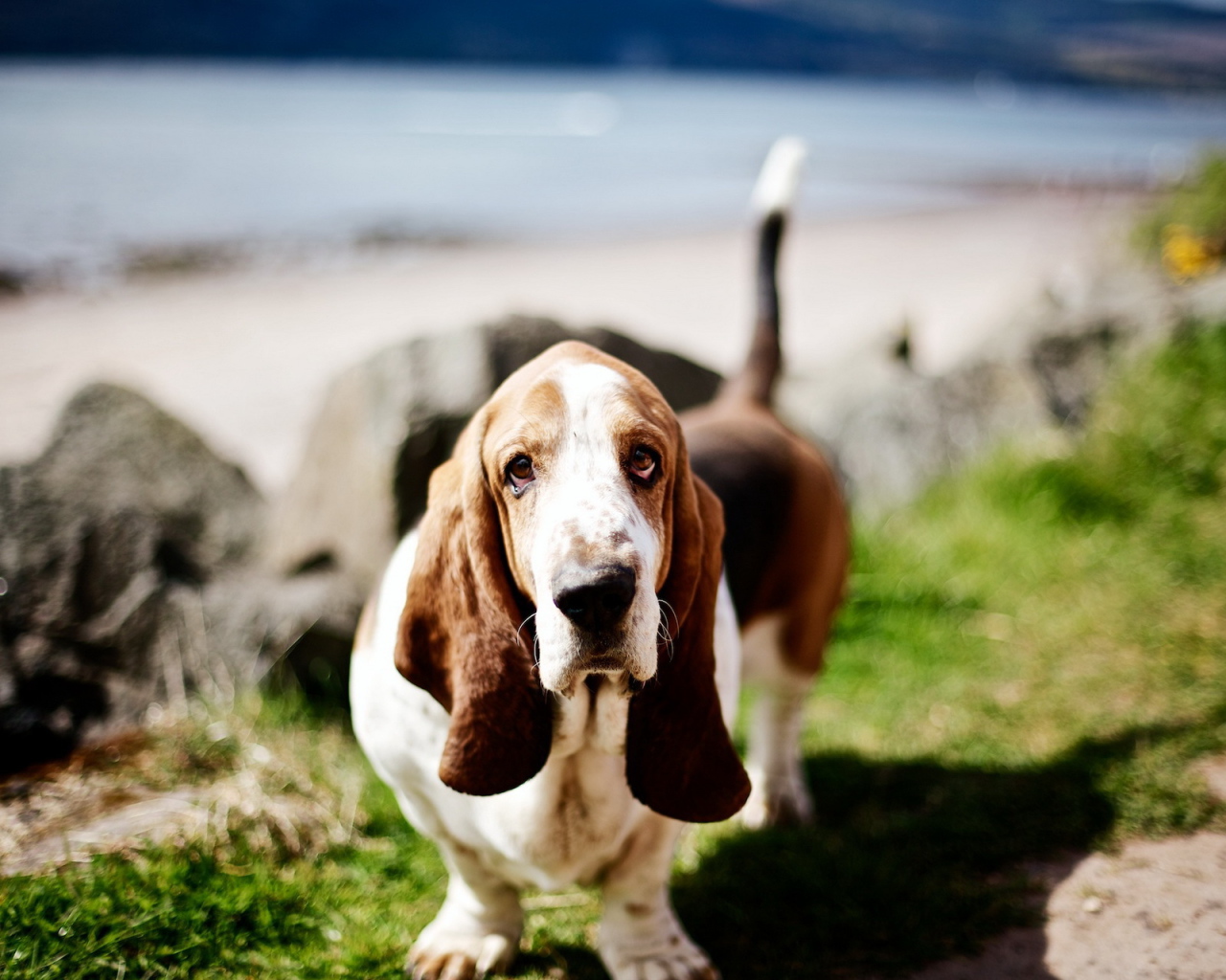Милый бассет-хаунд на природе