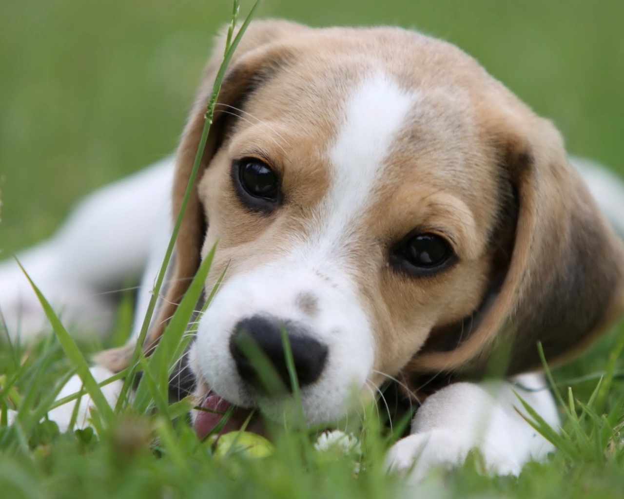 Милая собака породы бигль лежит на траве
