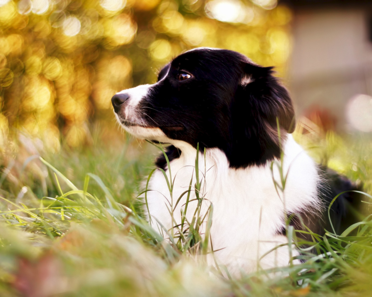 Милая бордер-колли поджала ушки