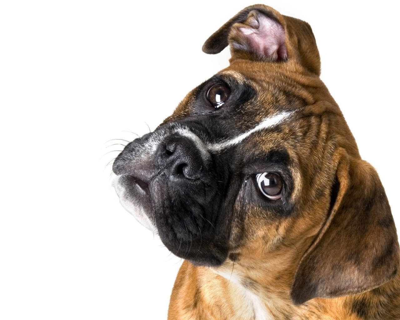 Милый боксёр на белом фоне