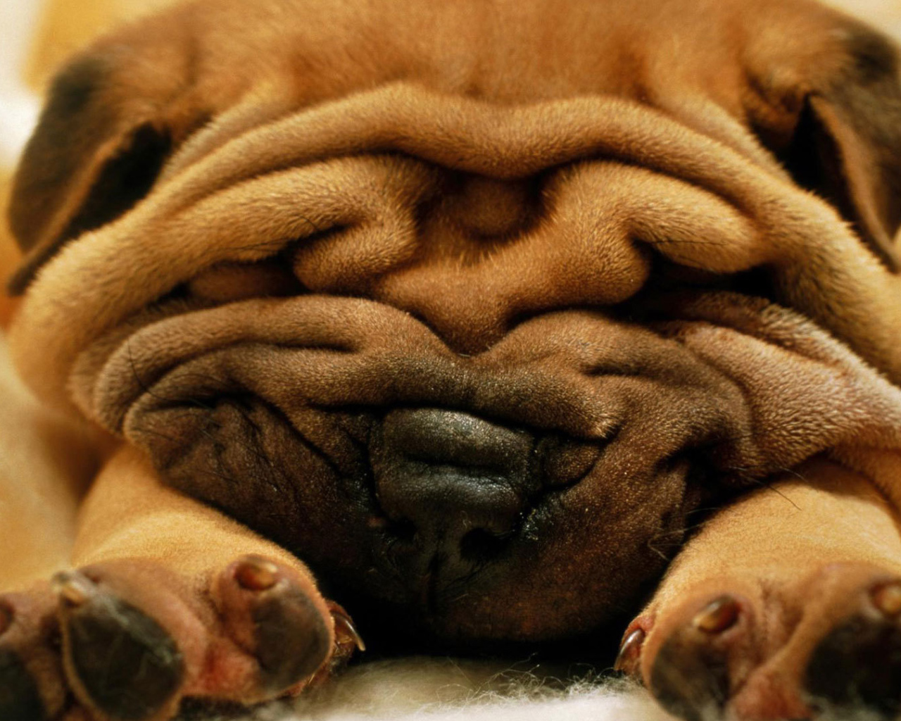 Симпатичный маленький Шарпей