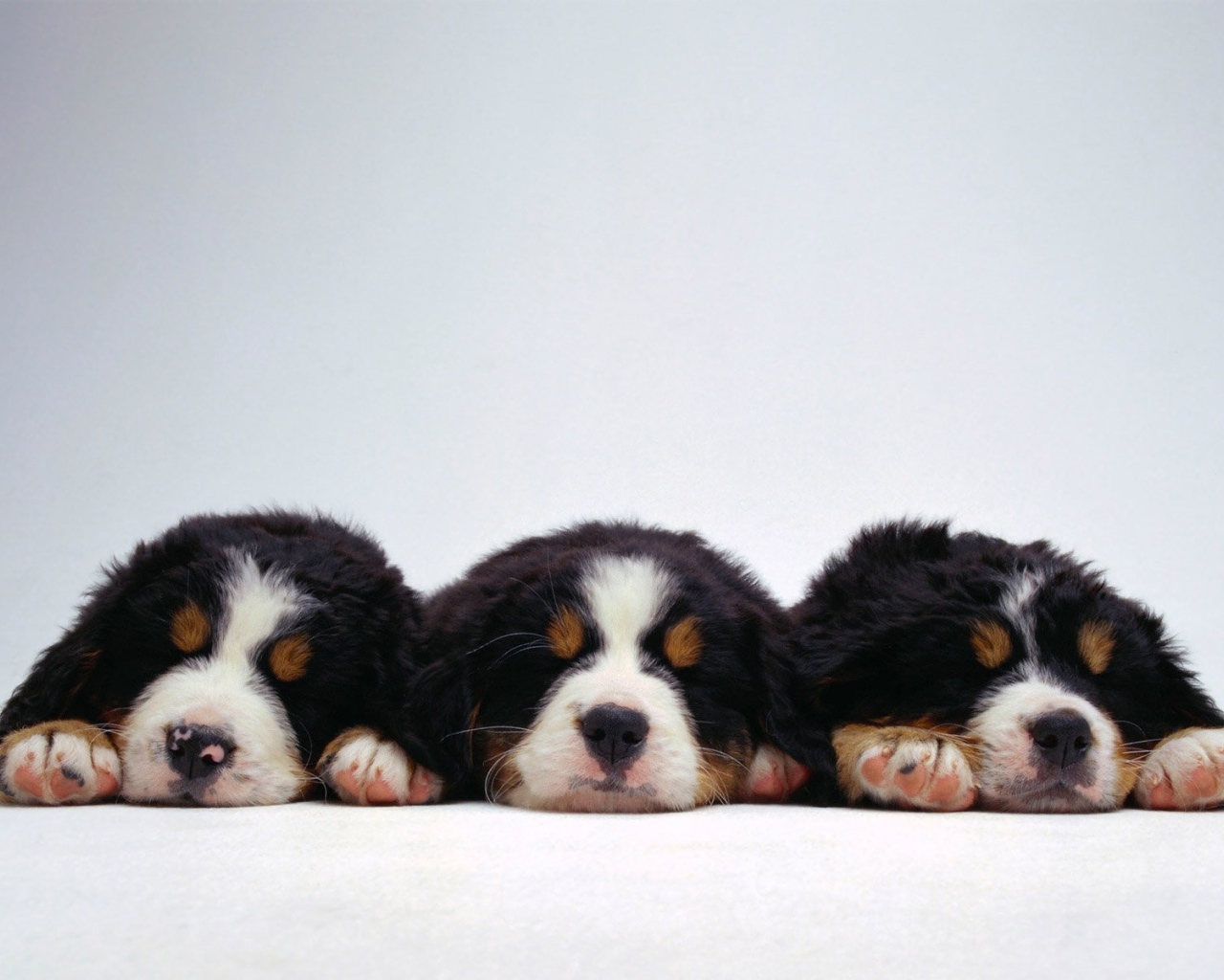Милые щенки бернской пастушьей собаки на белом фоне