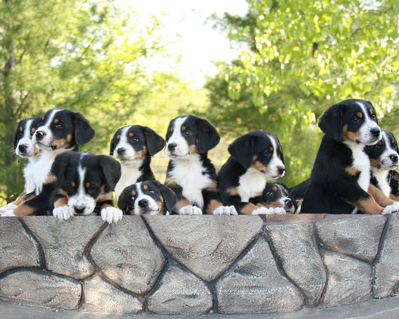Милые щенки большого швейцарского зенненхунда