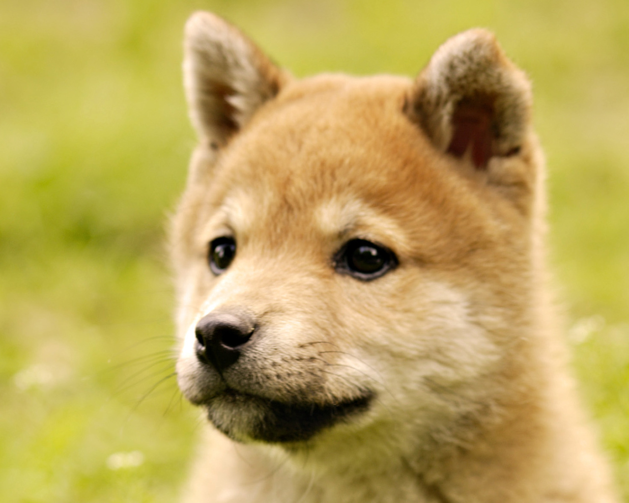 Милый щенок акита-ину