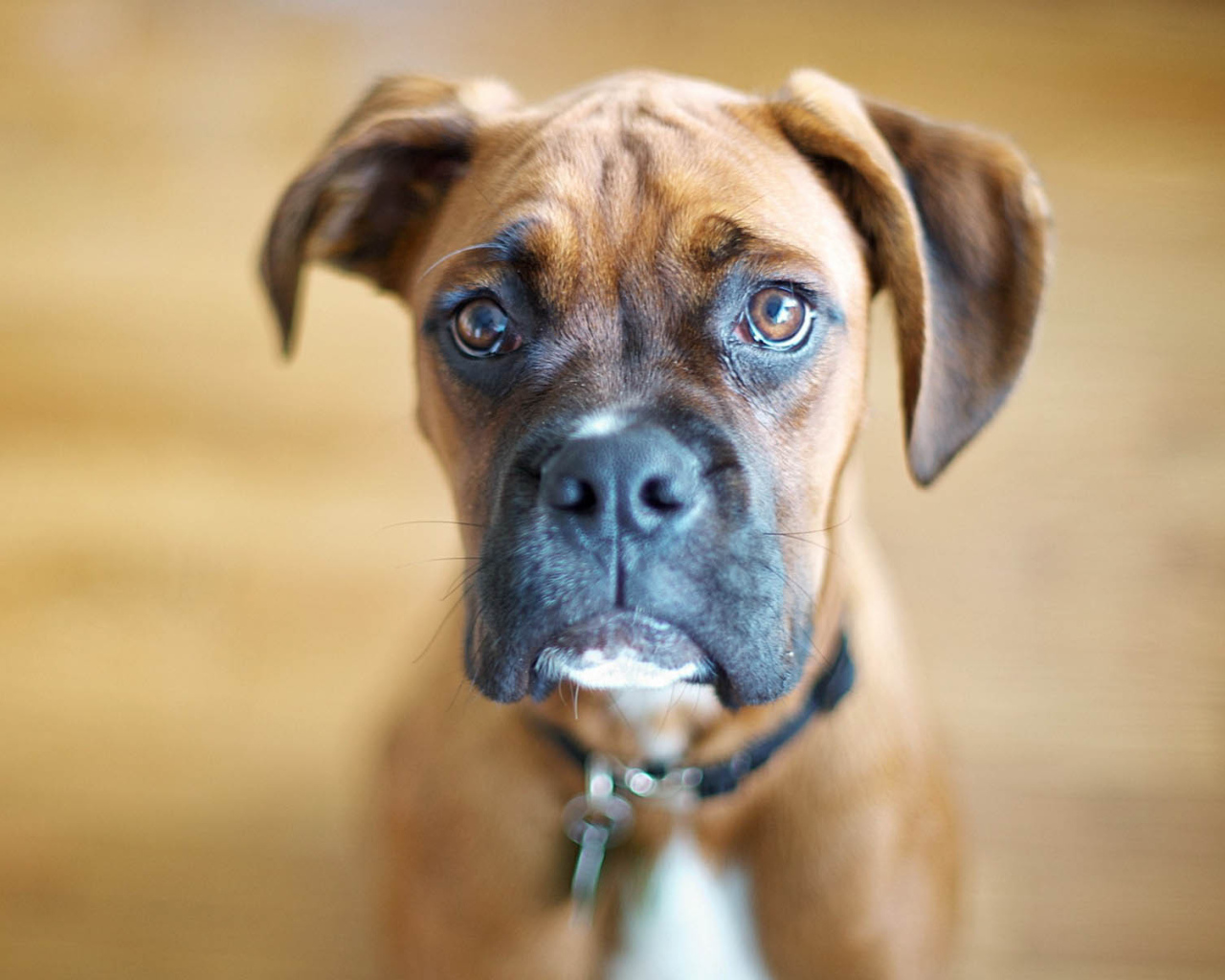 Милый молодой боксёр на коричневом фоне