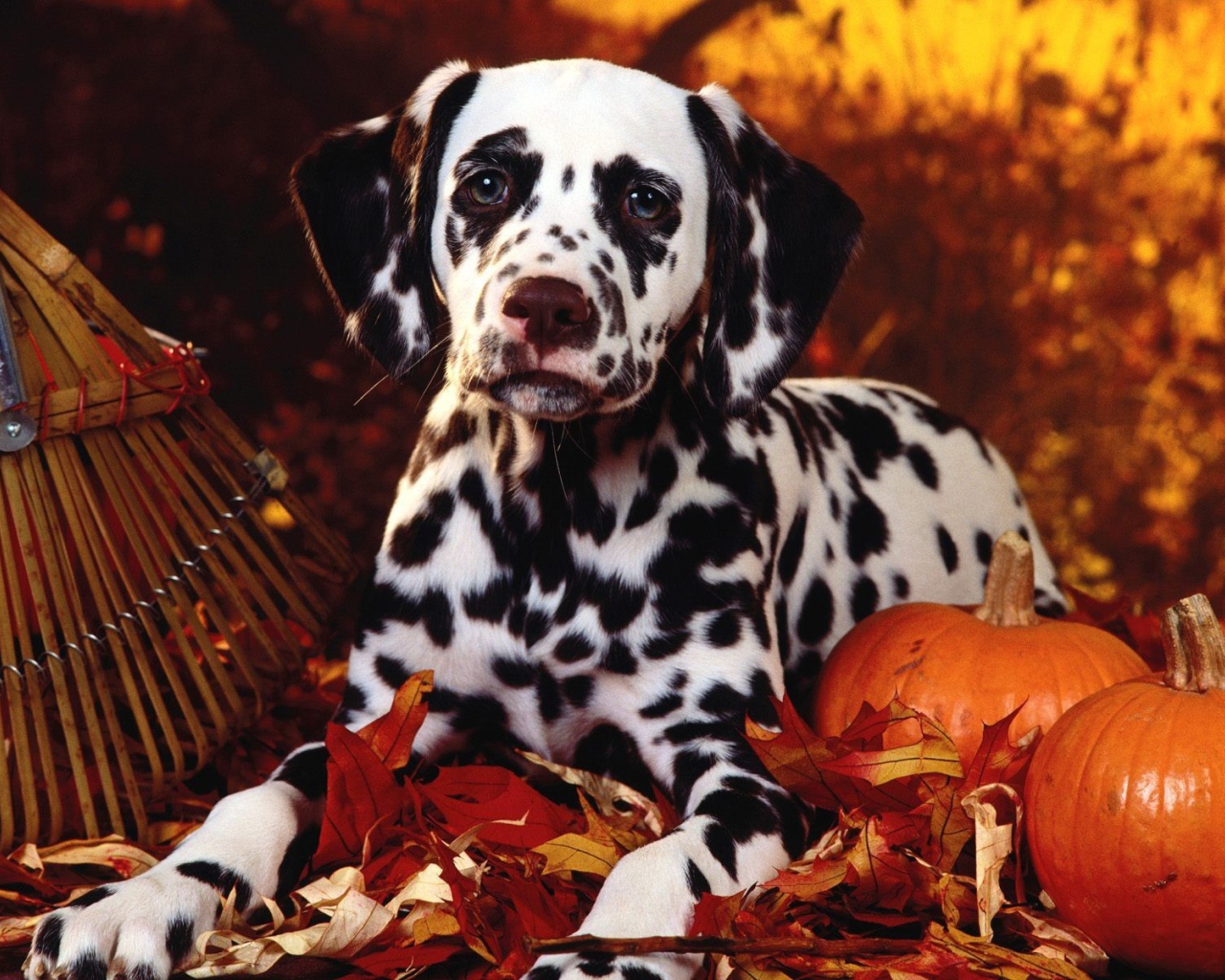 Далматин в тему Хэллоуина