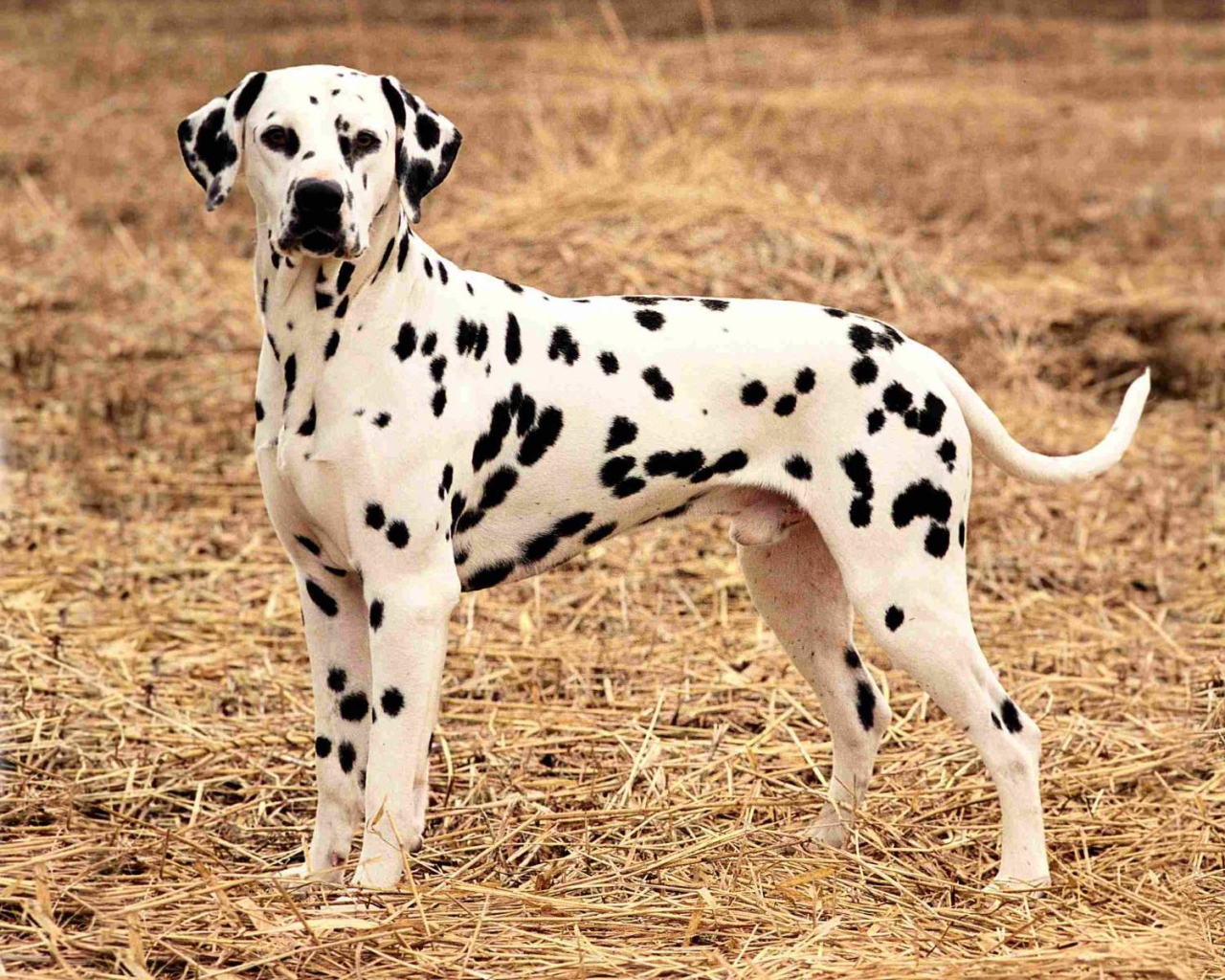 Далматина на поле осенью