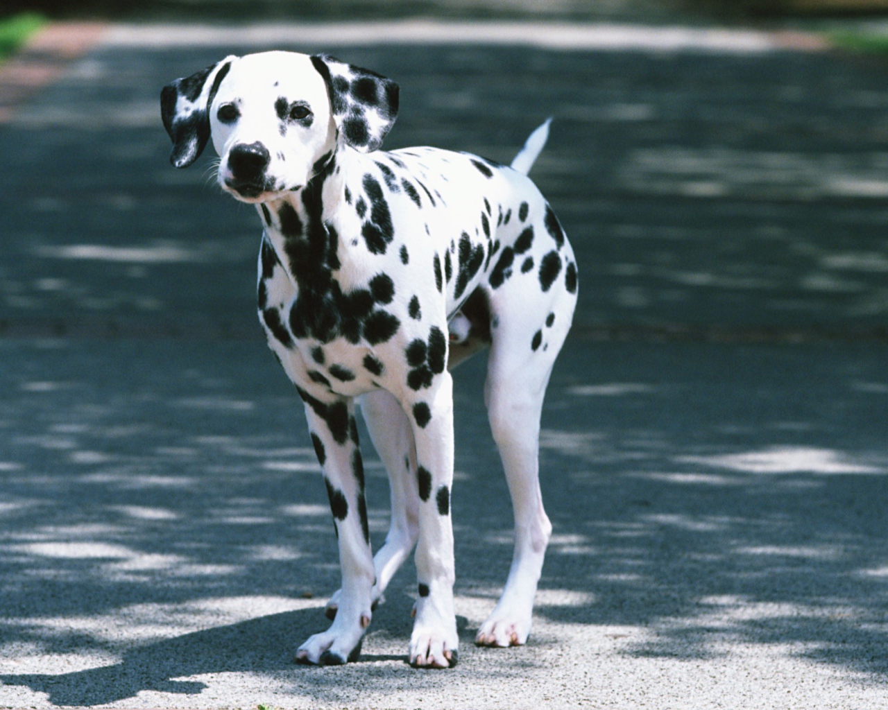 Далматин на дороге