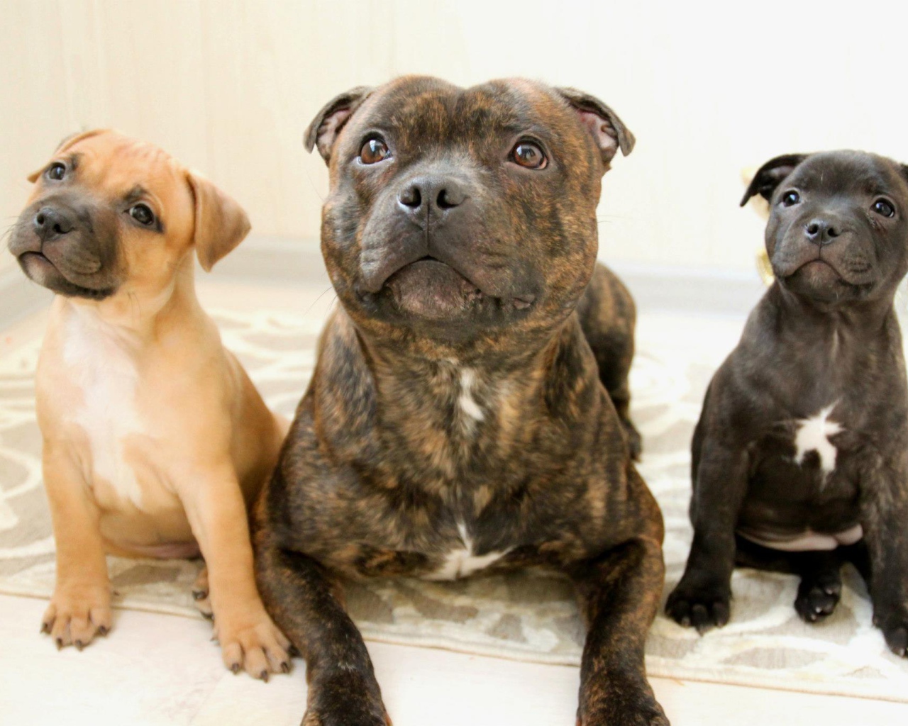 Различные виды стаффордширских бультерьеров