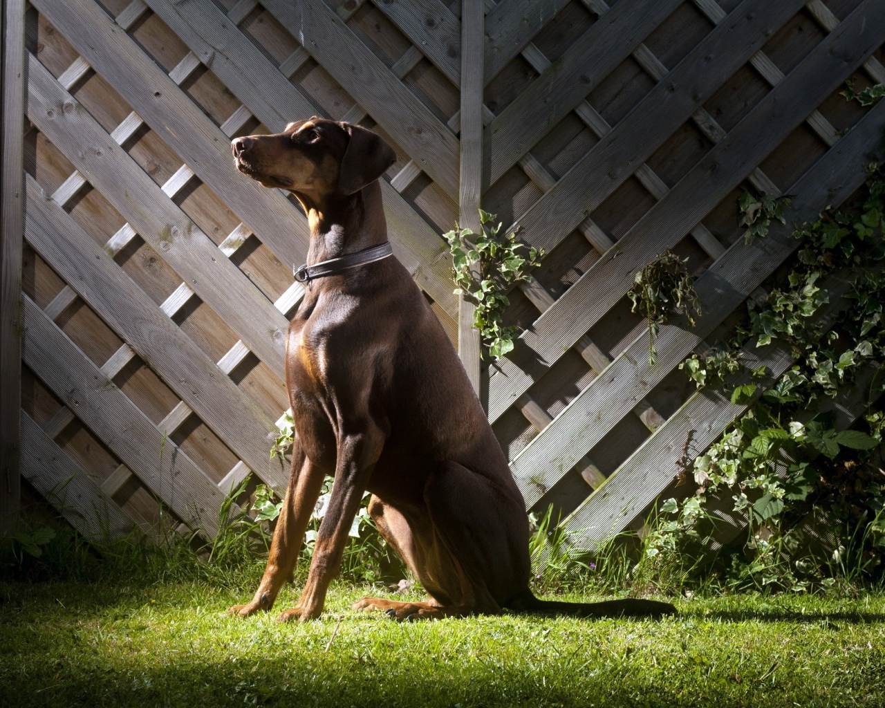 Доберман Пинчер сидит