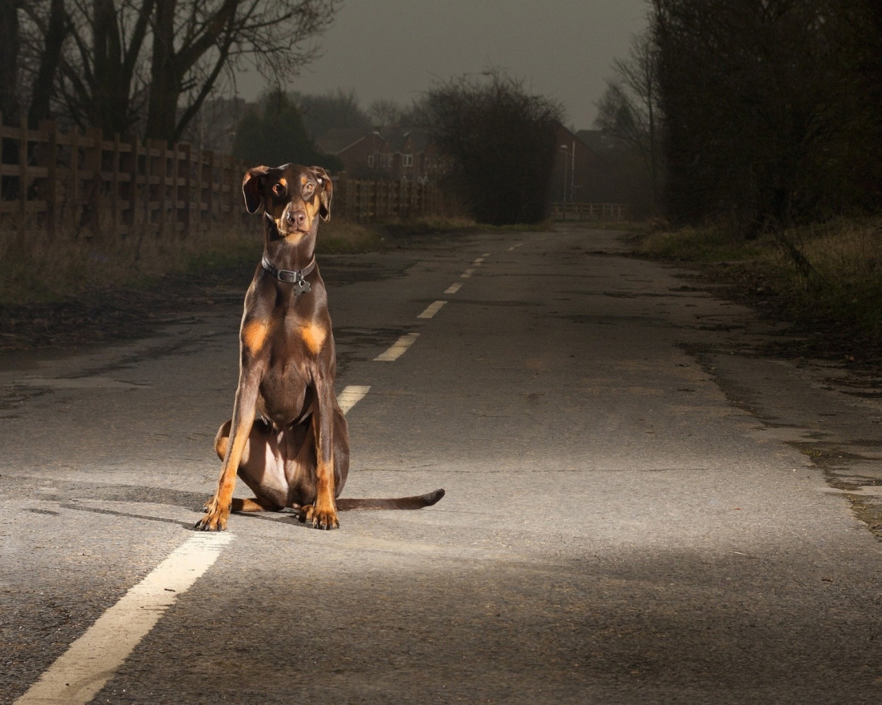 Доберман на улице в ночное время