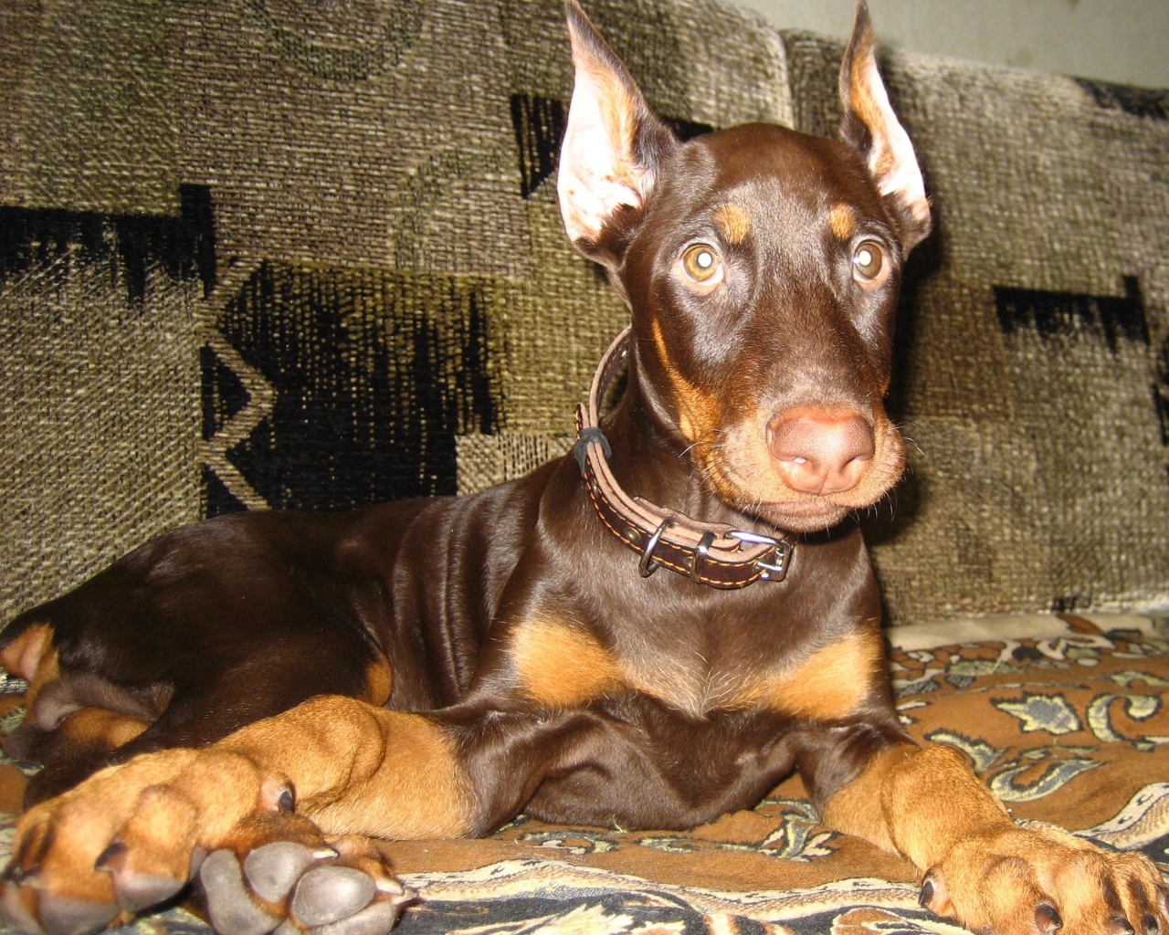 Доберман лежит на диване