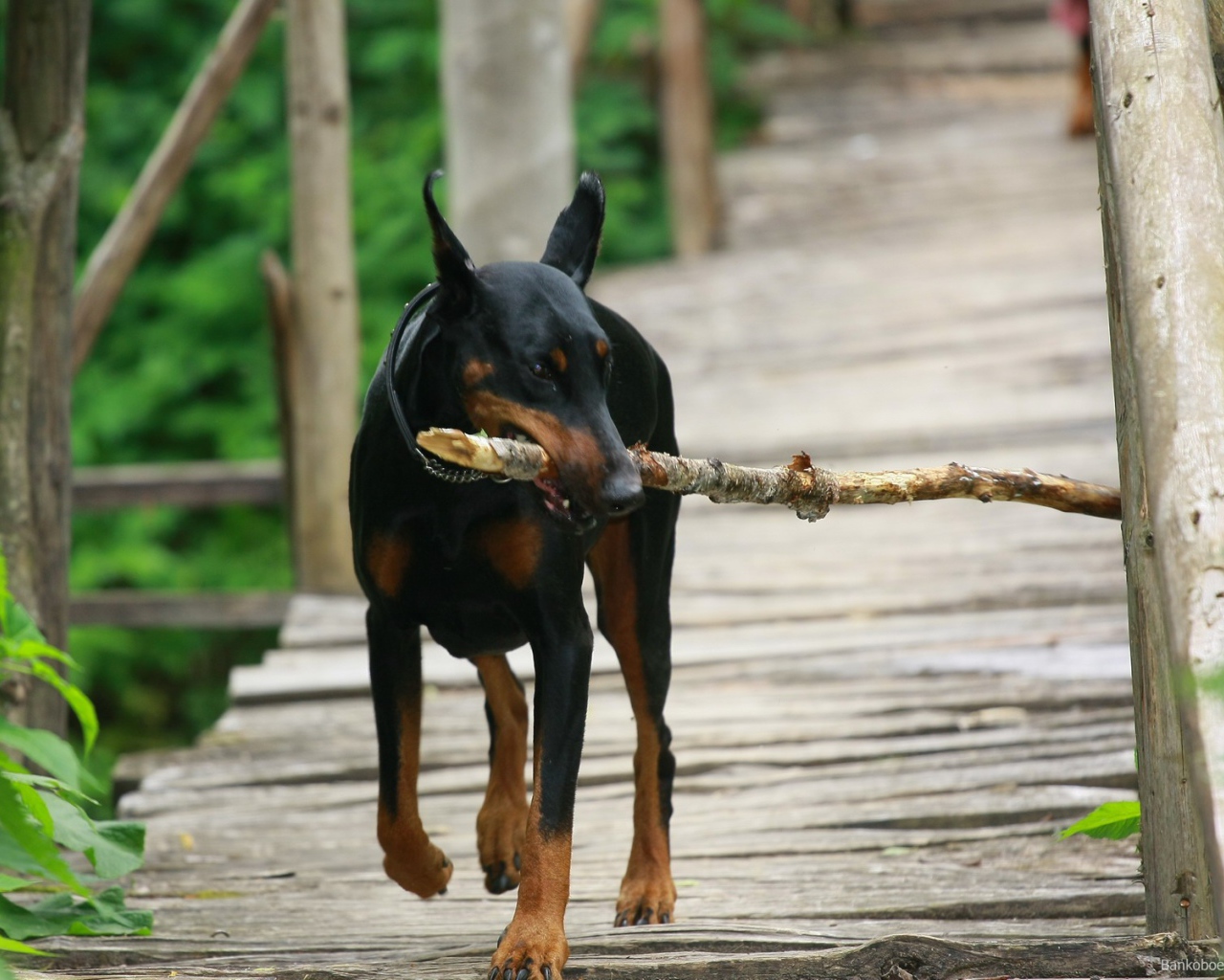 Доберман играет с палкой