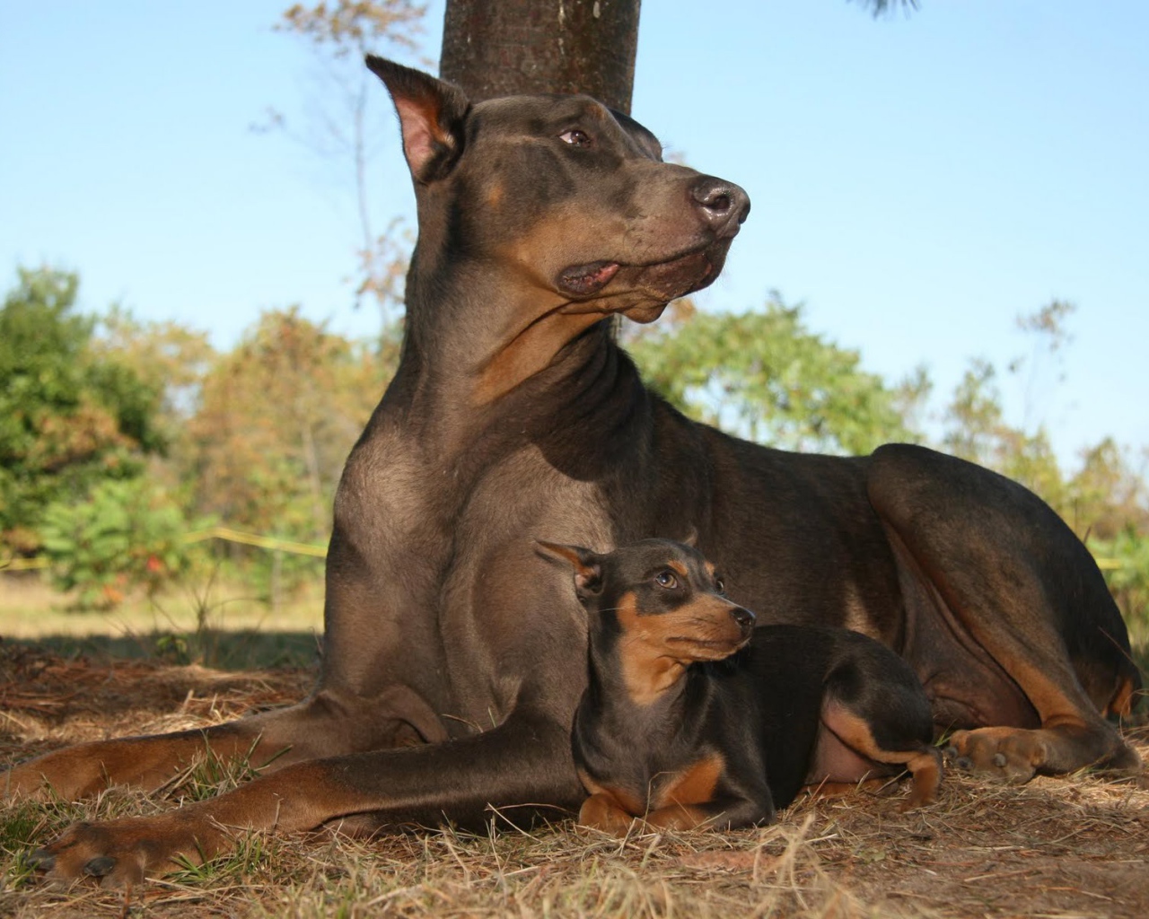 Доберманы лежал в лесу