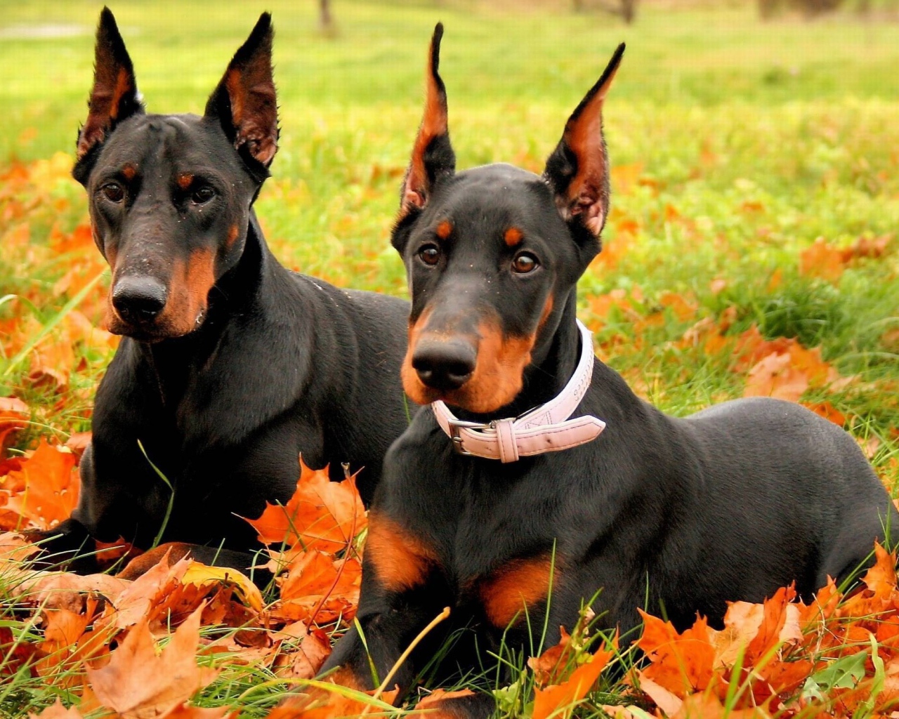 Доберманы лежал на листьях