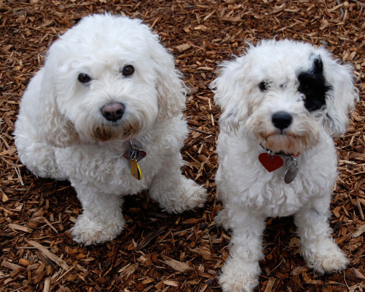 Собаки породы бишон-фриз смотрят на фотографа