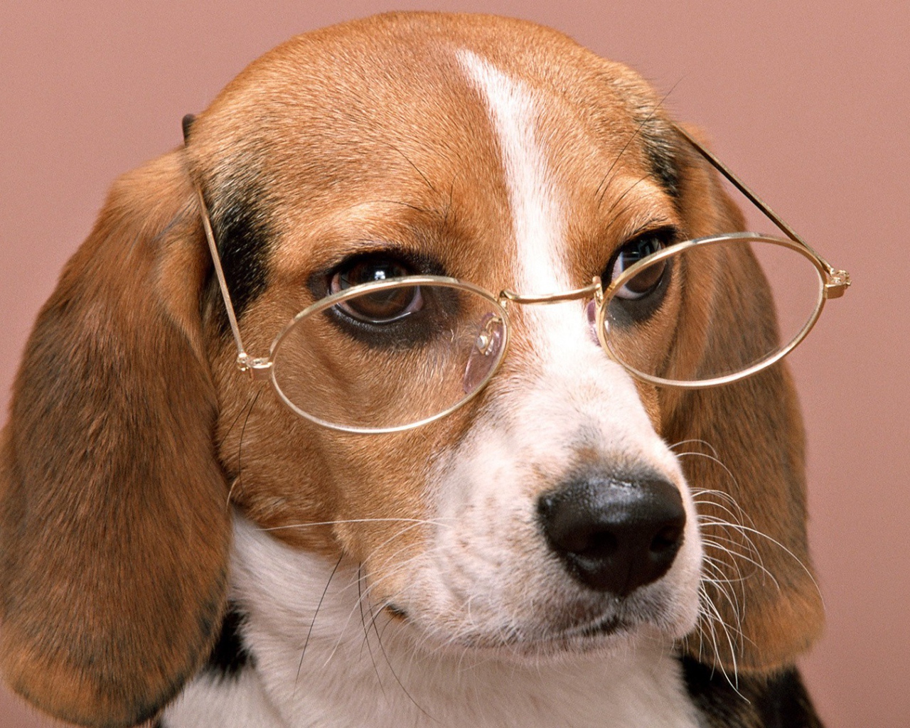 Собачий профессор