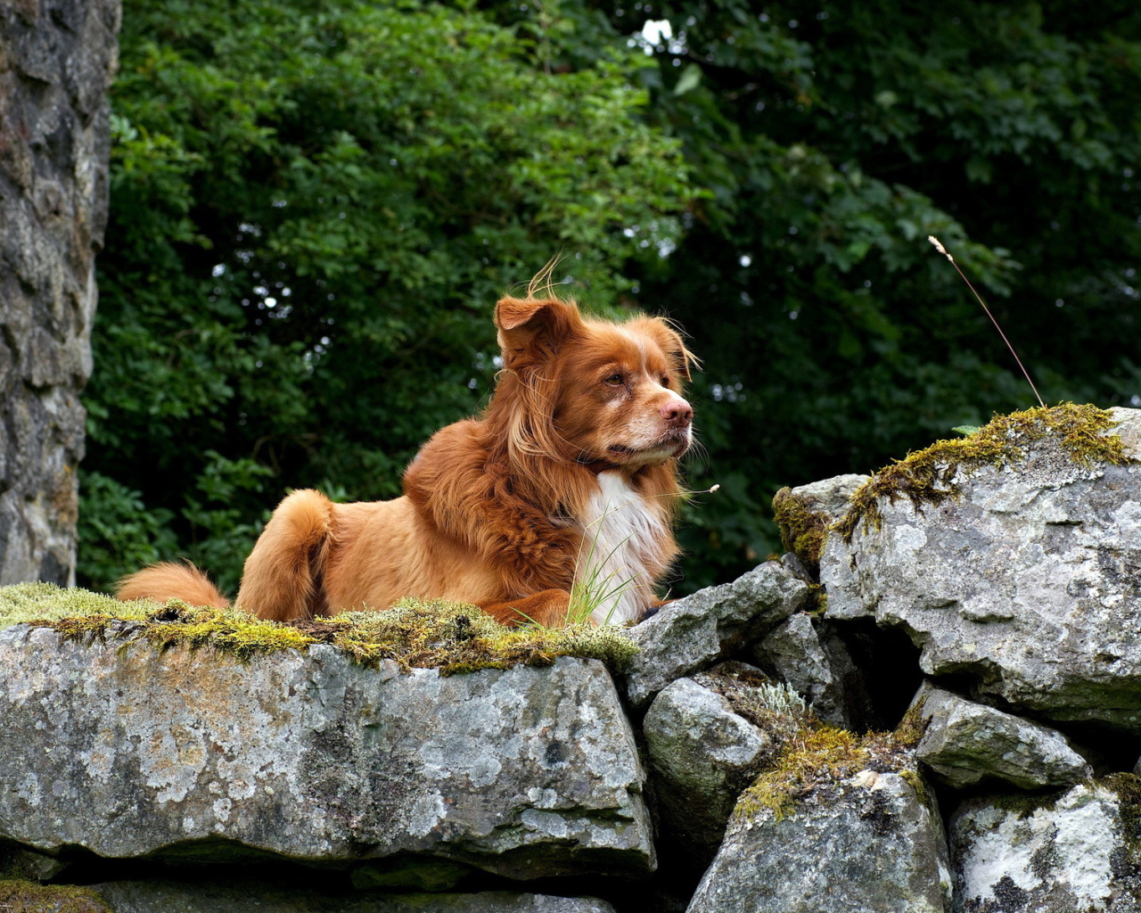Собака Ретривер на природе