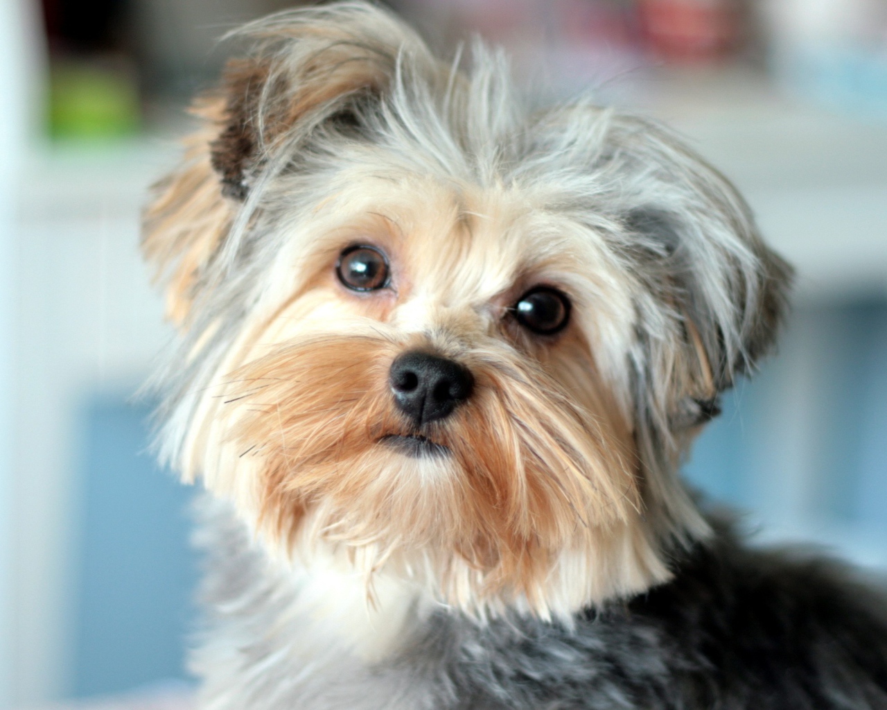 Собака Йоркширский терьер