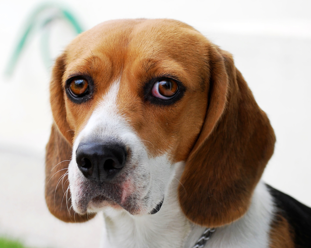 Собака породы бигль провинилась