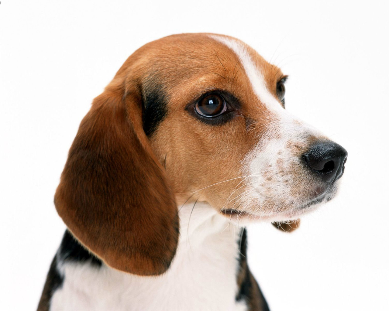 Собака породы бигль на белом фоне крупным планом