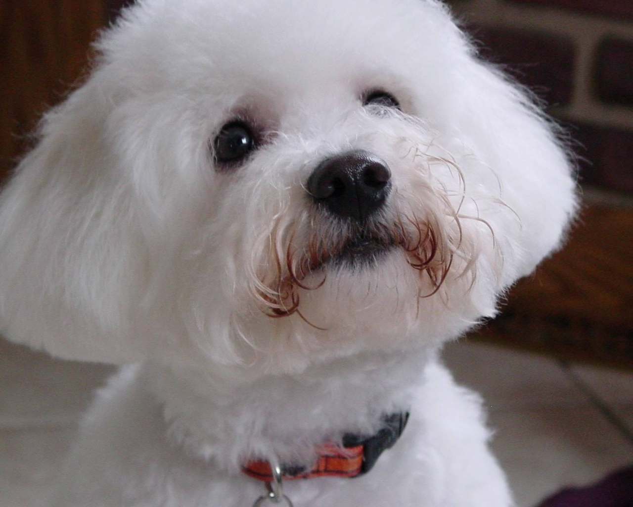 Собака породы бишон-фриз смотрит на хозяина