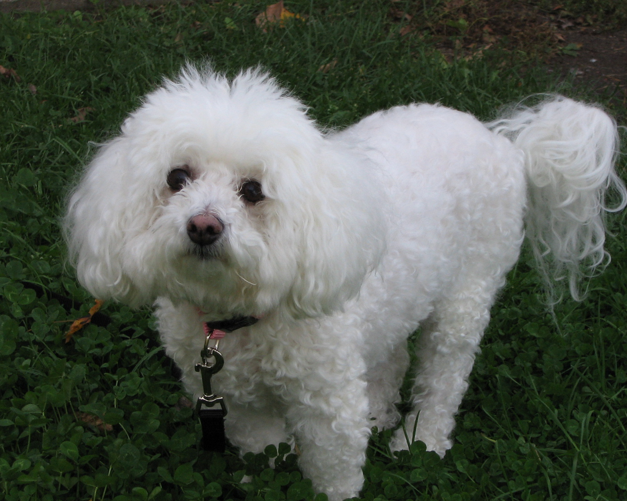 Собака породы бишон-фриз смотрит виноватым взглядом