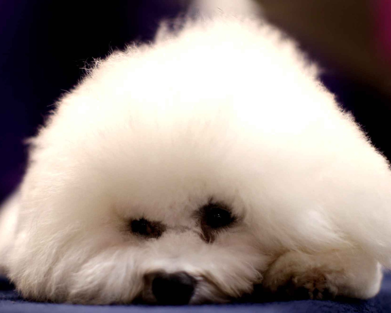 Собака породы бишон-фриз уткнулась носом