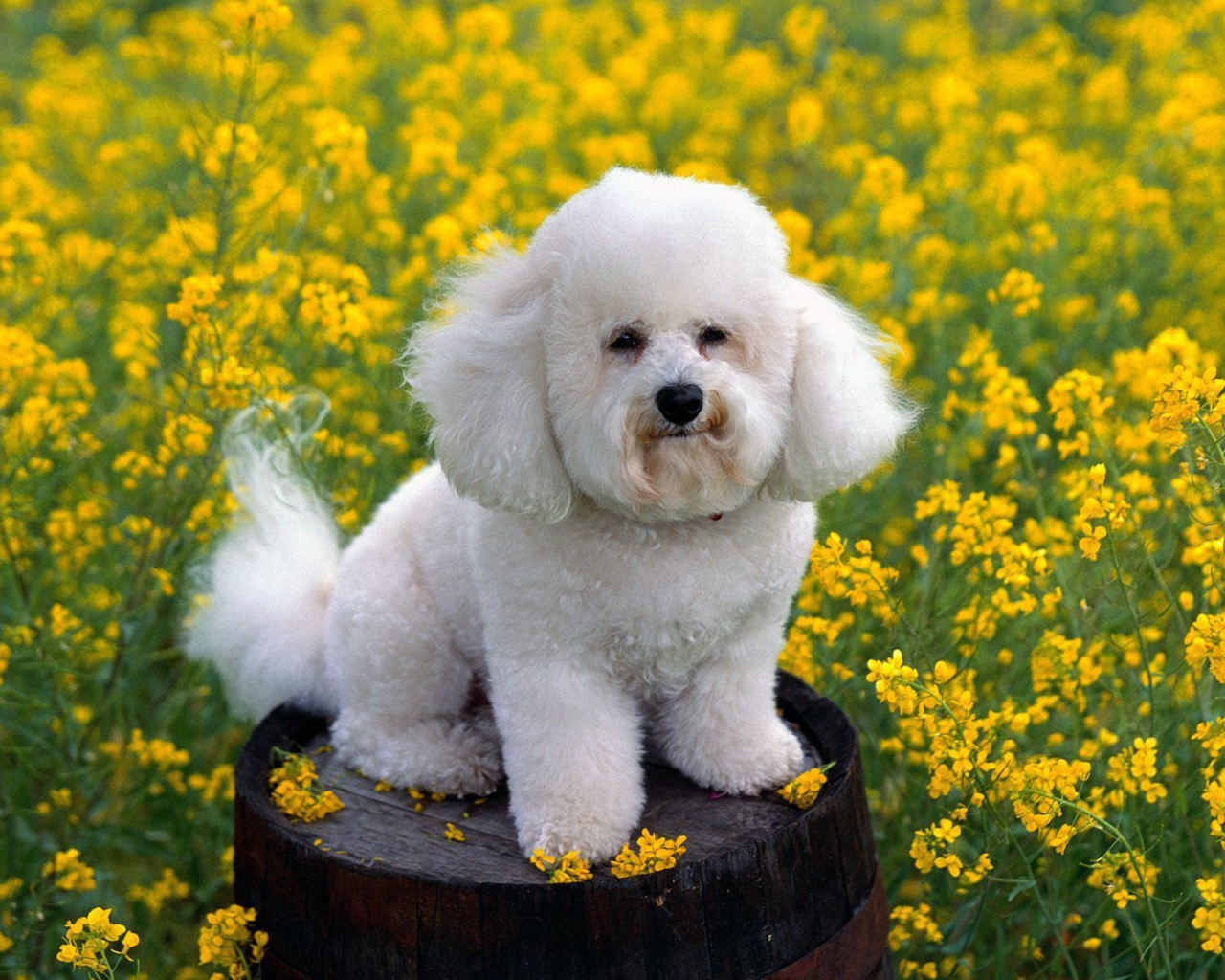 Собака породы бишон-фриз на бочке