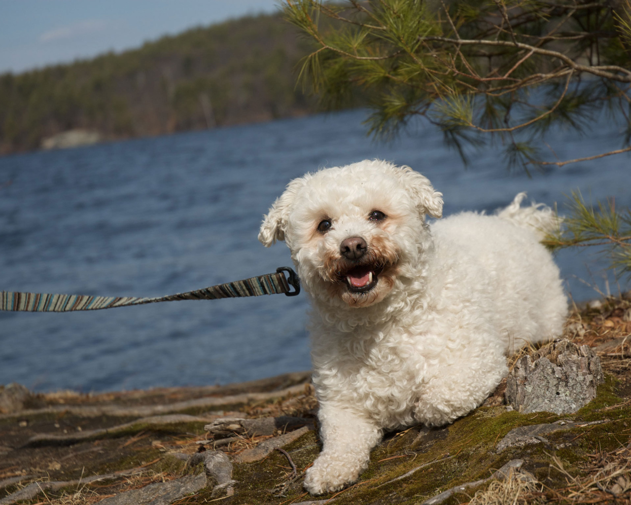 Собака породы бишон-фриз на прогулке
