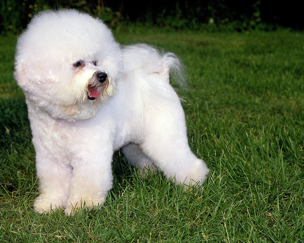 Собака породы бишон-фриз на траве