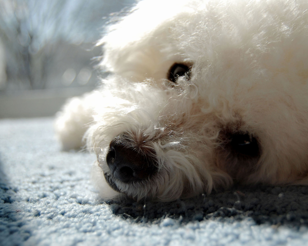 Собака породы бишон-фриз отдыхает на ковре