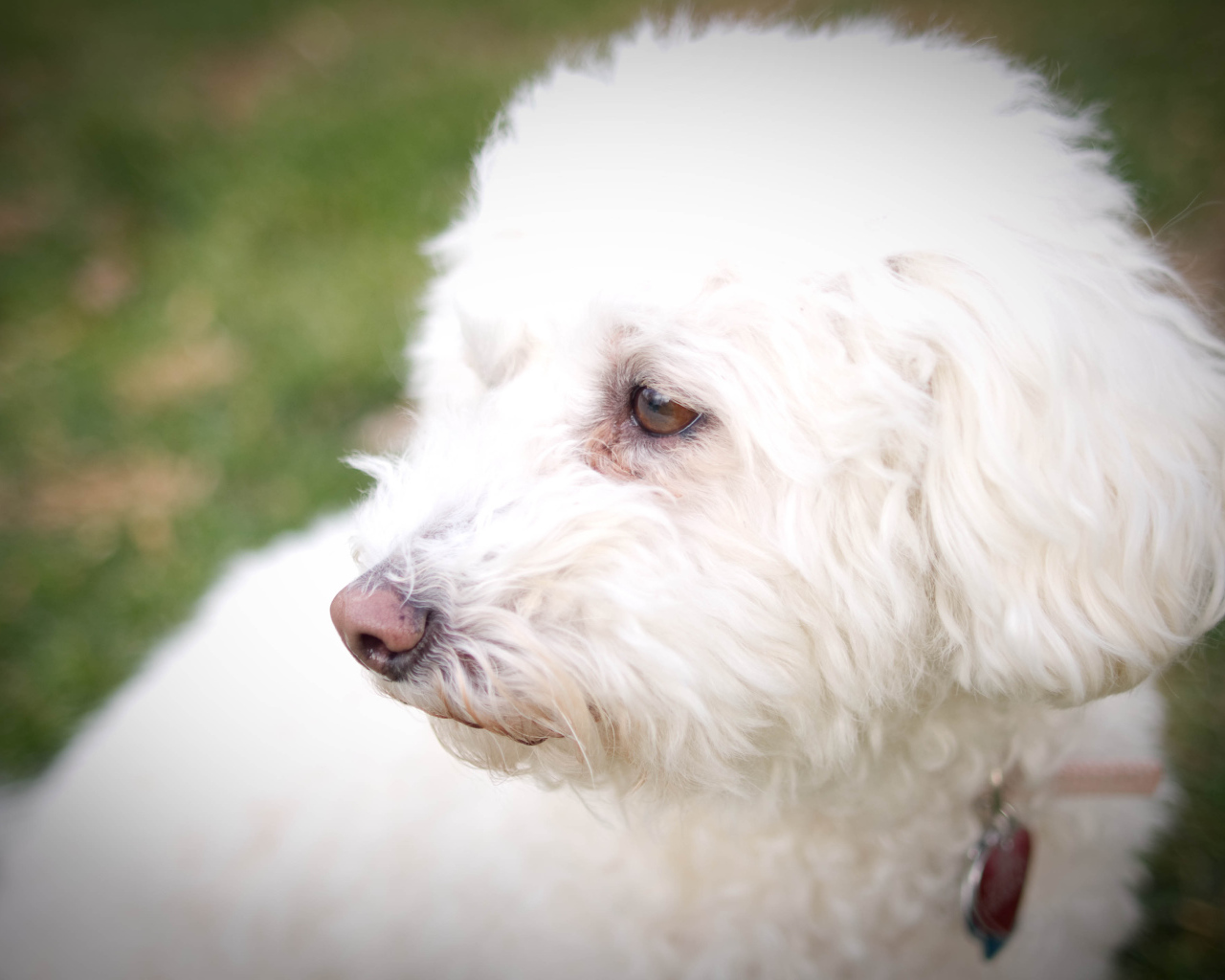 Собака породы бишон-фриз кого-то видела