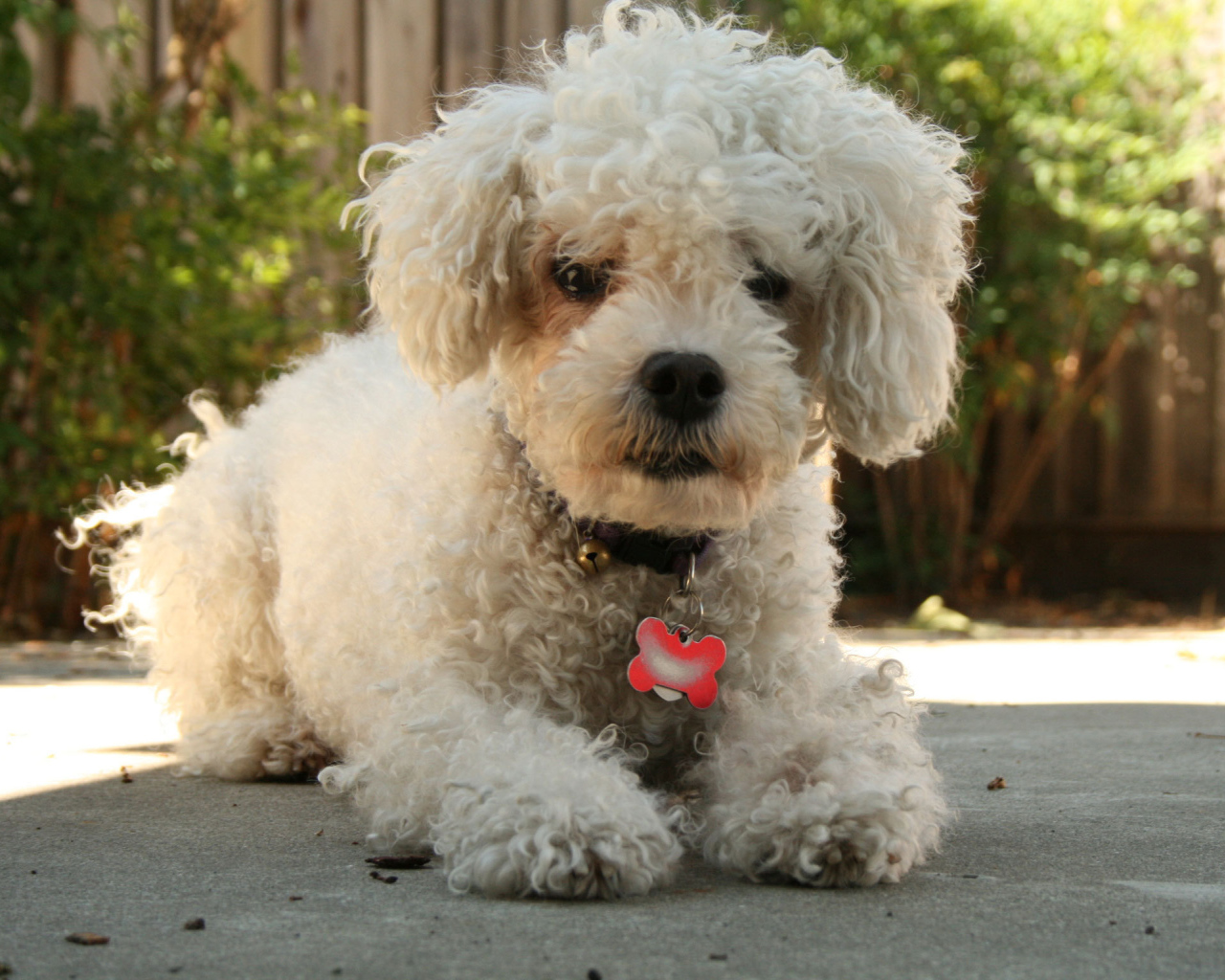 Собака породы бишон-фриз с кулоном