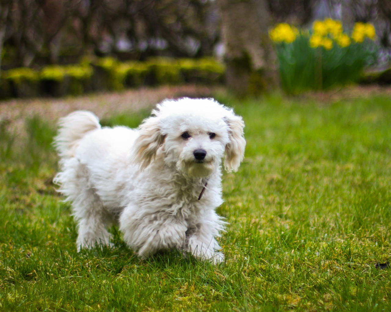 Собака породы бишон-фриз бежит по лужайке