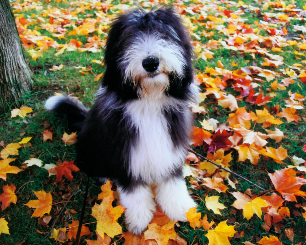 Собака породы бобтейл на осенних листьях