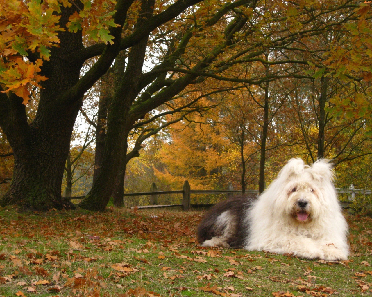 Собака породы бобтейл на фоне осеннего пейзажа