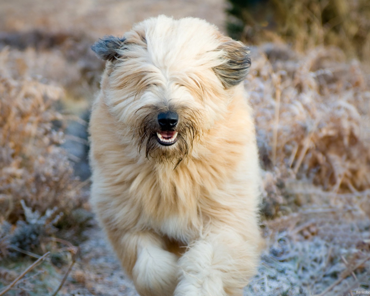 Собака породы бобтейл бежит в поле