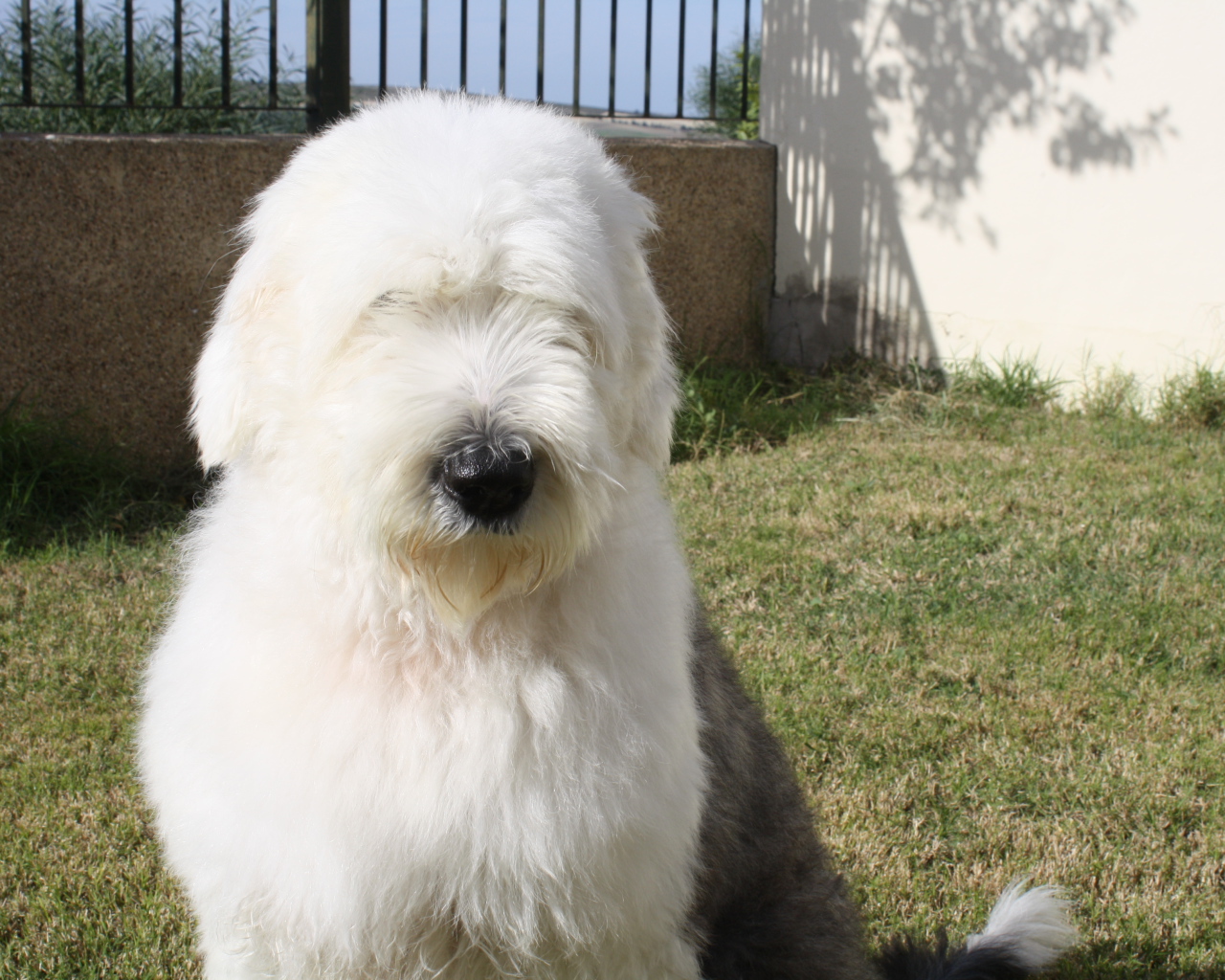 Собака породы бобтейл сидит во дворе дома