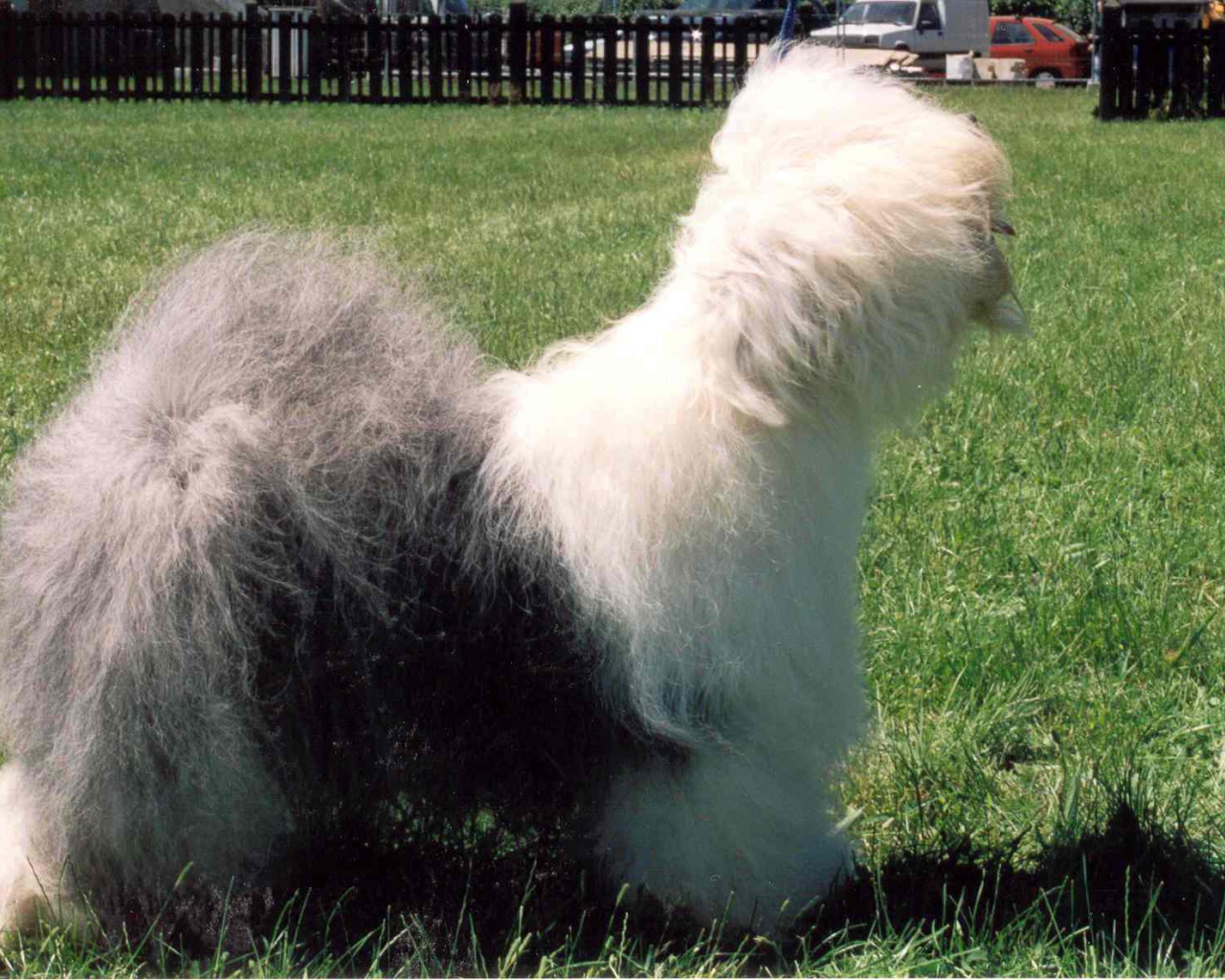 Собака породы бобтейл стоит на лужайке