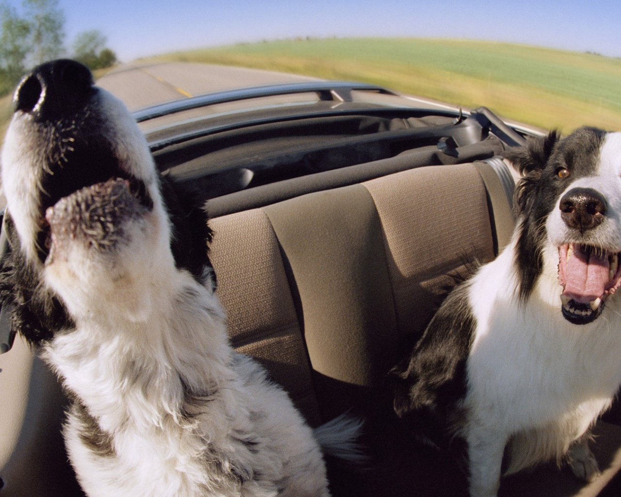 Собаки в автомобиле