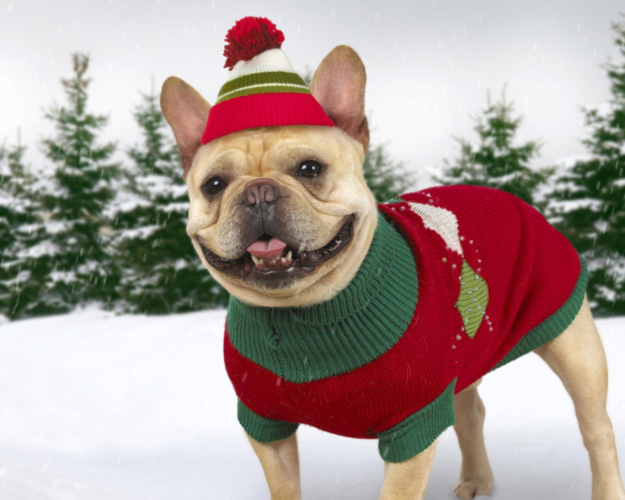 Собака в зимней одежде