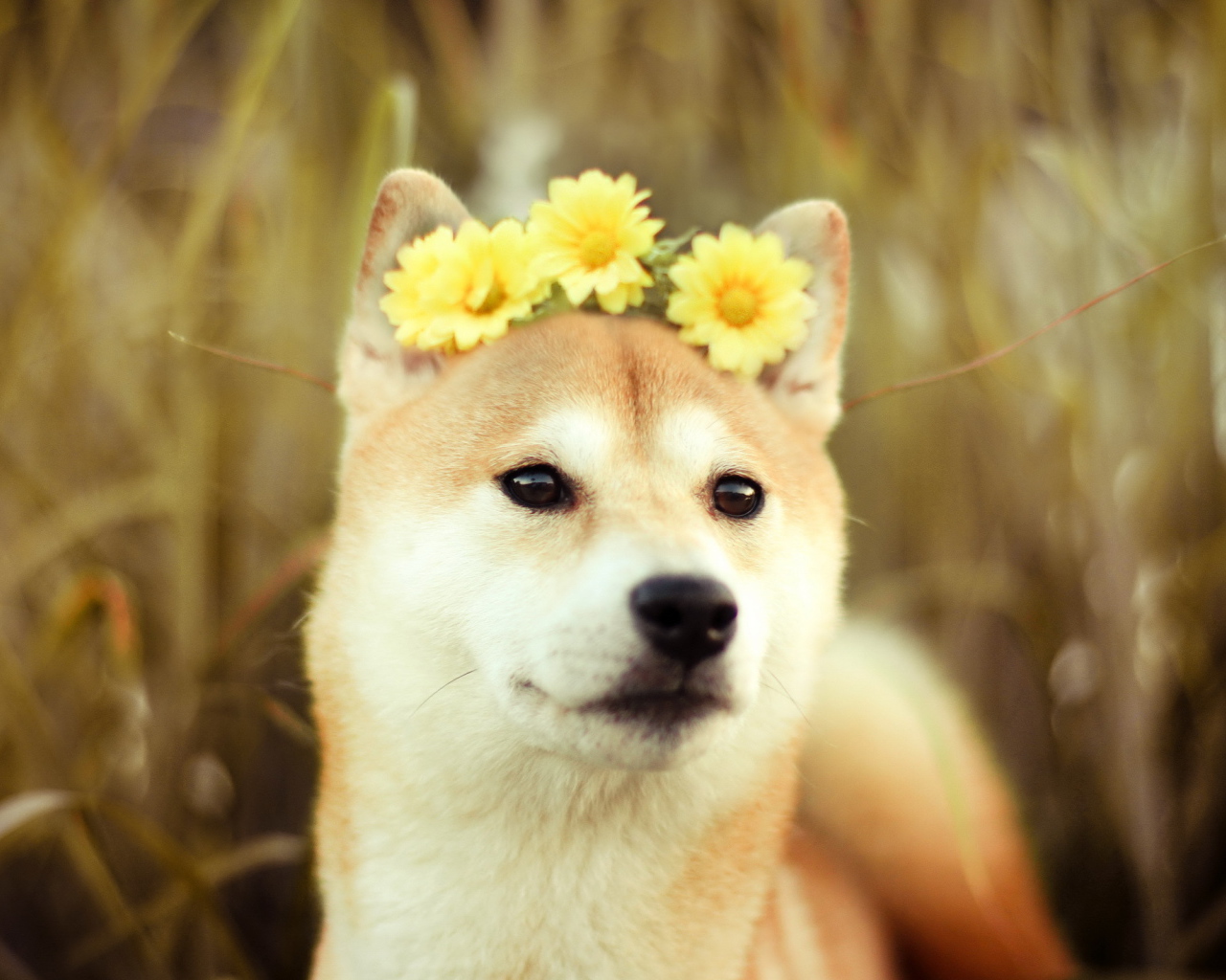 Собака с цветами на голове