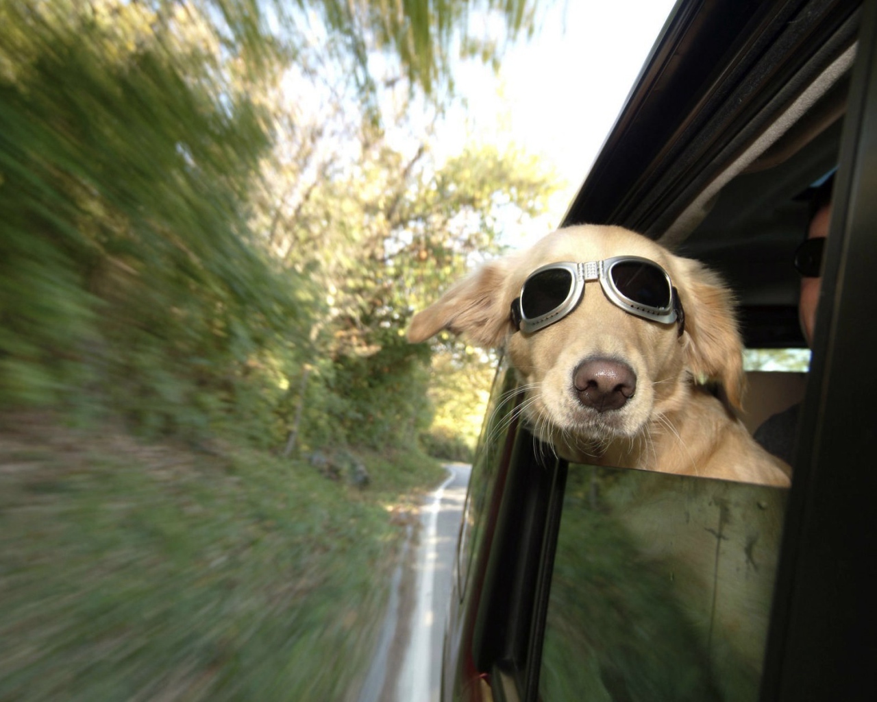 Собака в темных очках