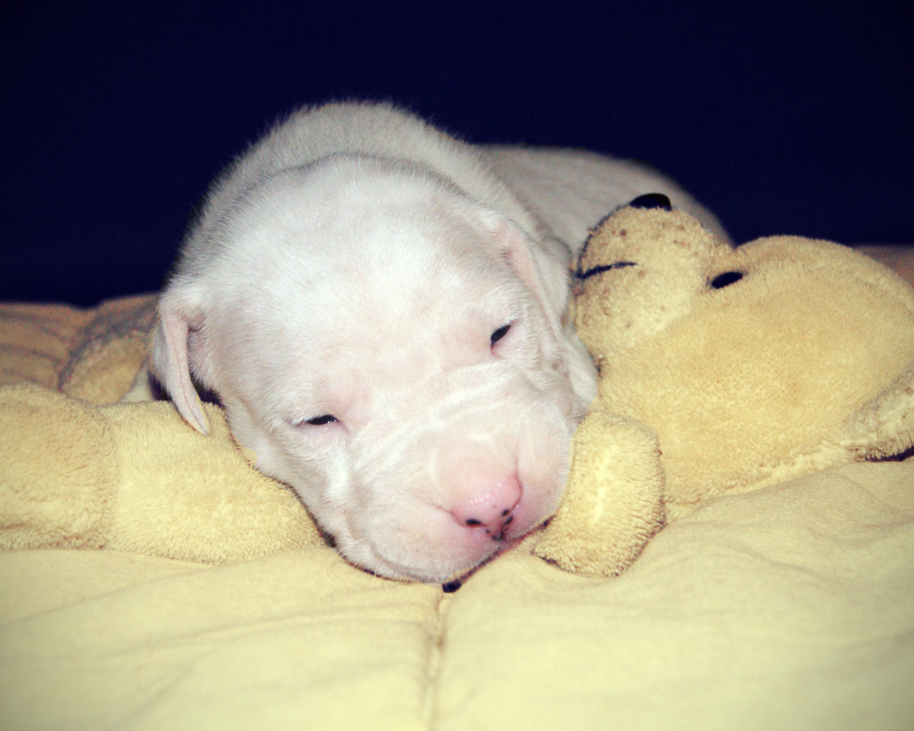 Щенок аргентинского дога