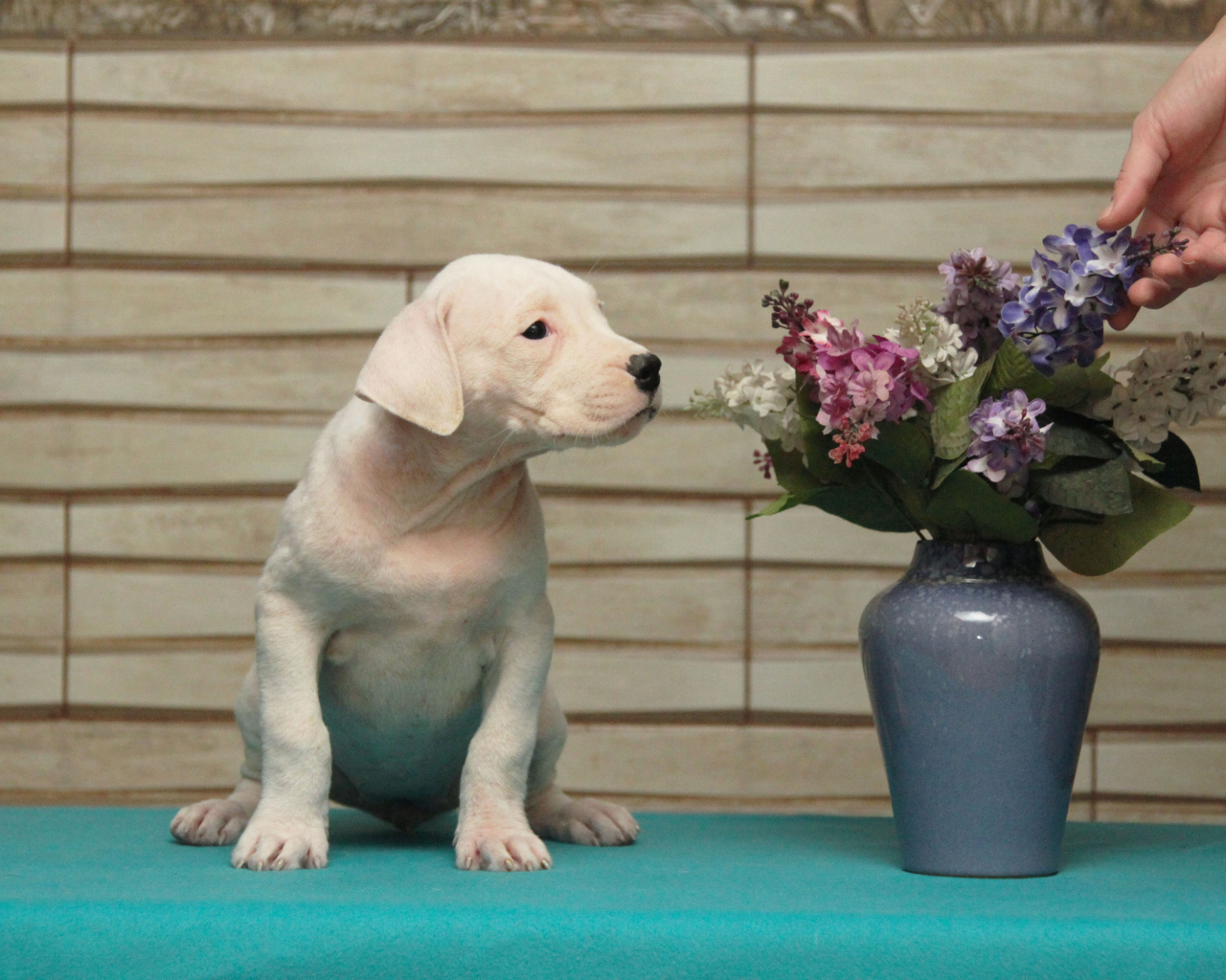 Щенок аргентинского дога и цветы