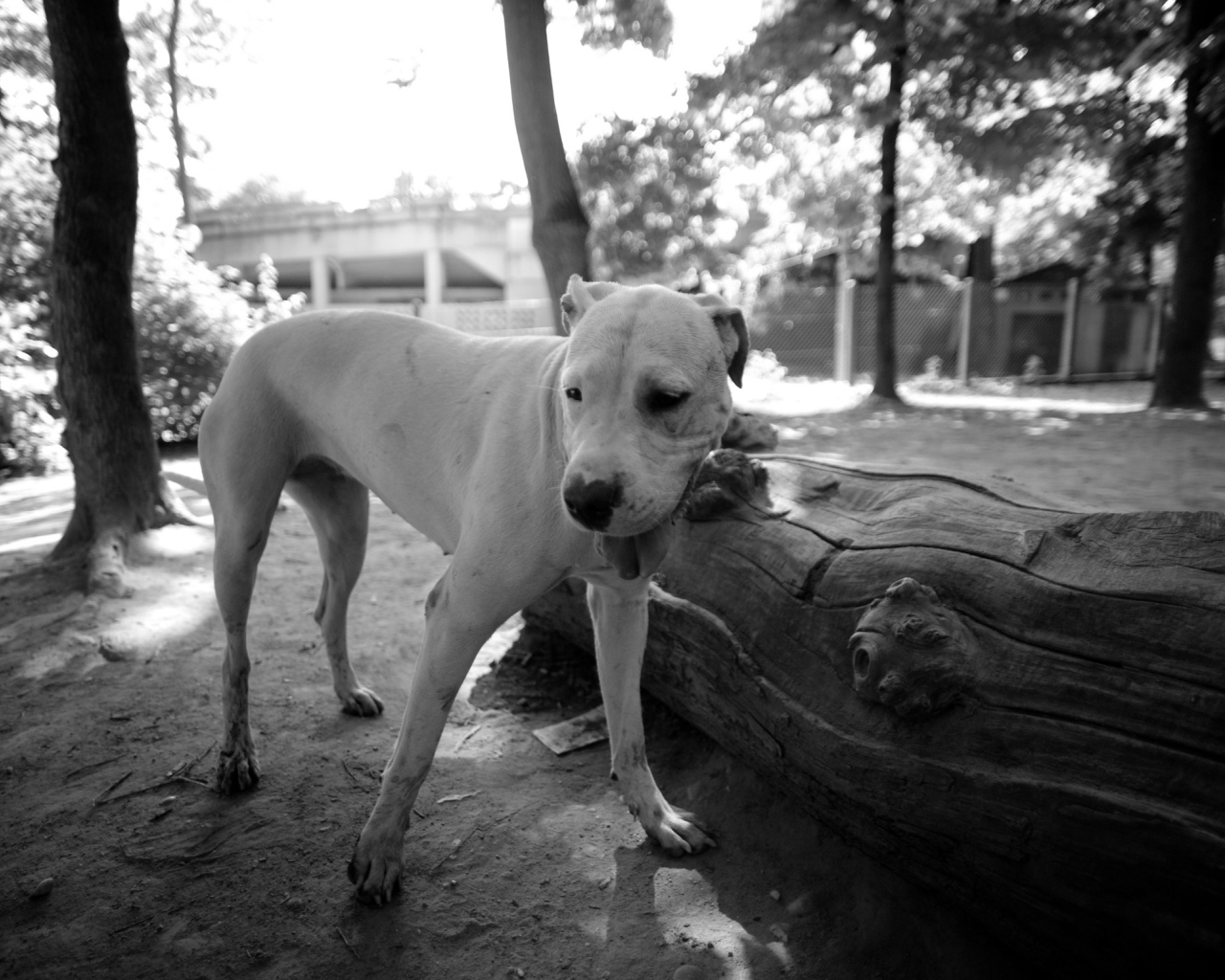 Красивый аргентинский дог, чёрно-белое фото
