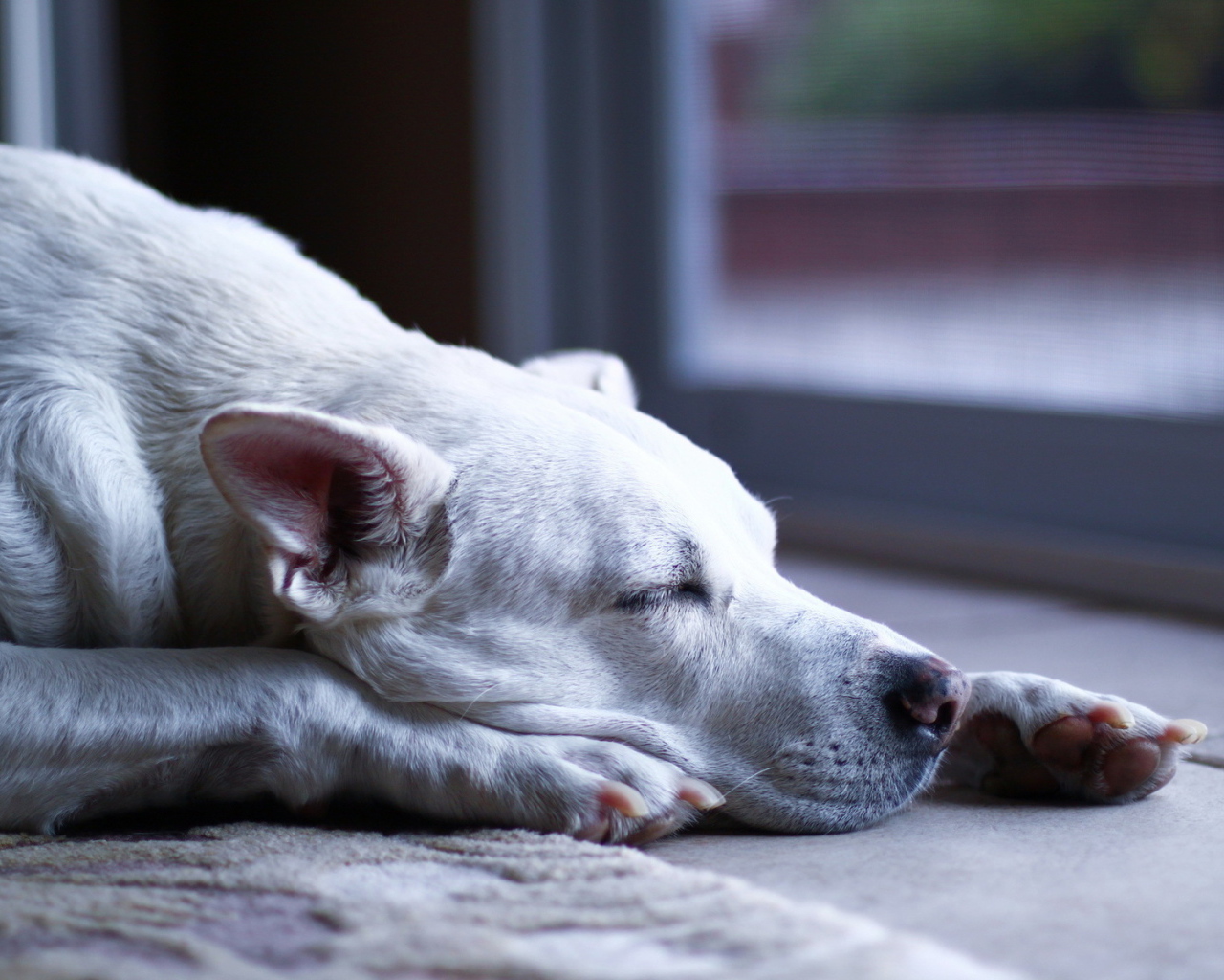 Аргентинский дог заснул