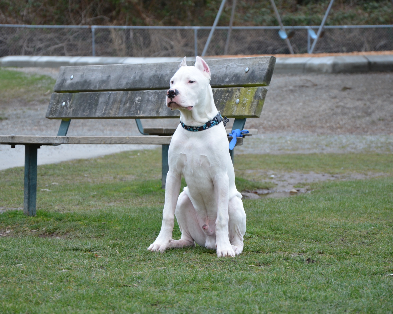 Аргентинский дог охраняет лавку